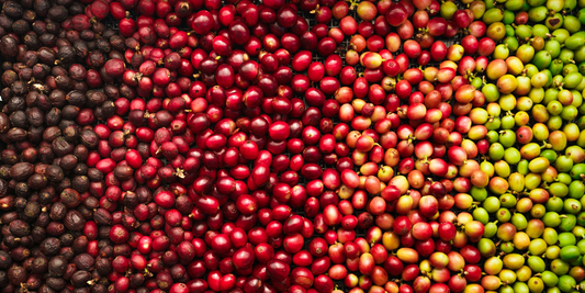 Types of Coffee: A Guide to Flavour and Origins