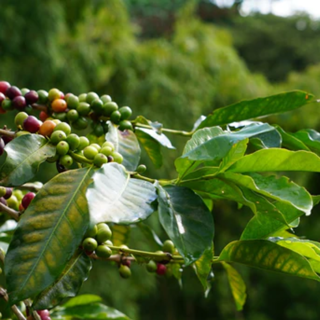 ARABICA VS ROBUSTA INFOGRAPHIC
