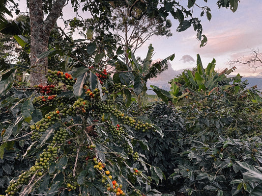 From Soil to Sale: Why You Should Feel Good About Drinking Little’s Nespresso Capsules