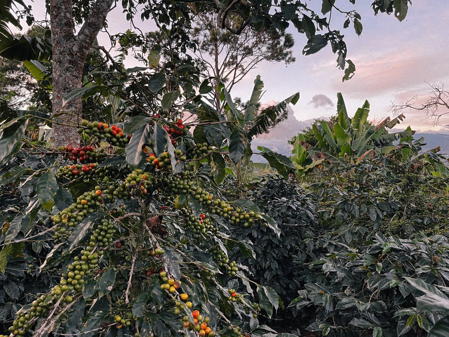 From Soil to Sale: Why You Should Feel Good About Drinking Little’s Nespresso Capsules